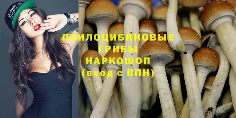 Псилоцибиновые грибы Cubensis  Саки 